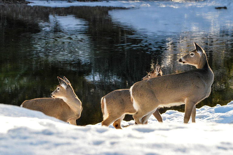 Half-Day Snowshoeing Trips at the Bar W Guest Ranch in Whitefish MT