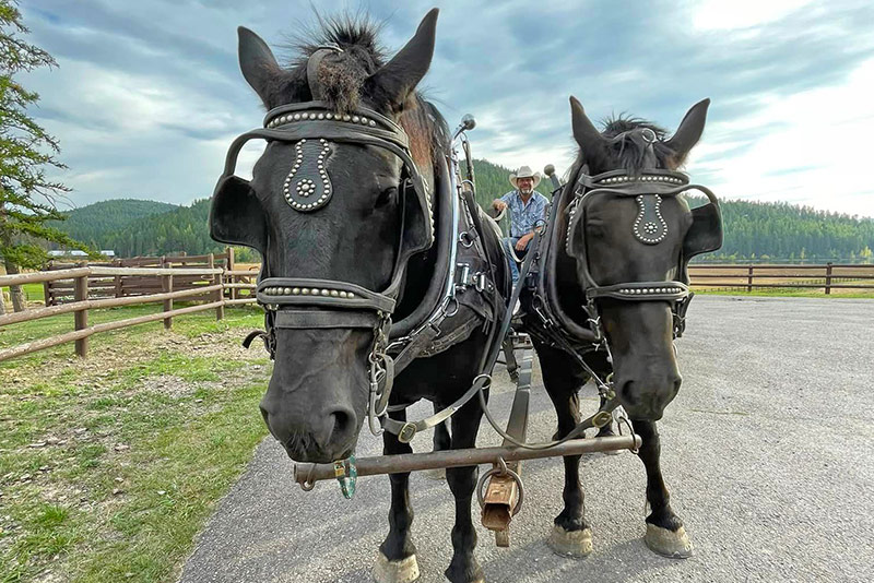 Nightly Stays at the Bar W Guest Ranch in Whitefish Mt