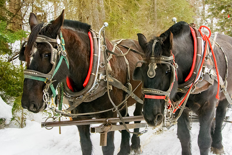 Nightly Stays at the Bar W Guest Ranch in Whitefish Mt