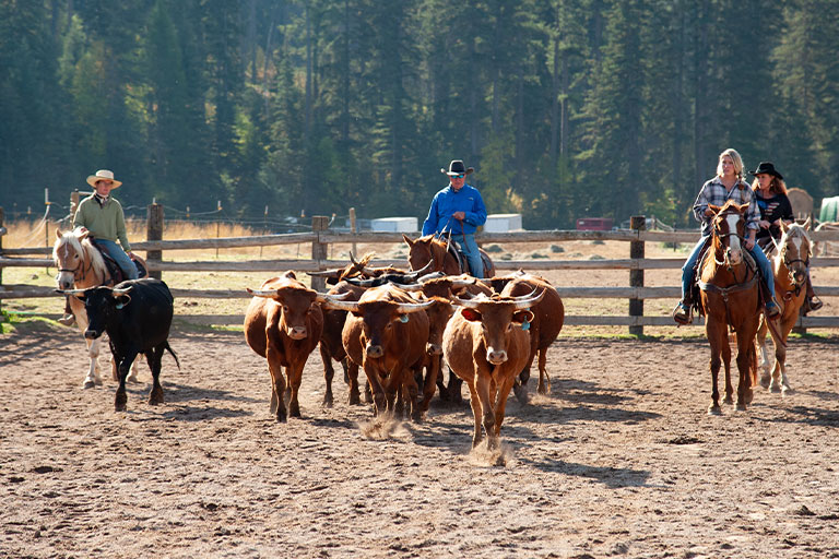 Public Horseback Trail Rides at the Bar W Guest Ranch in Whitefish Mt