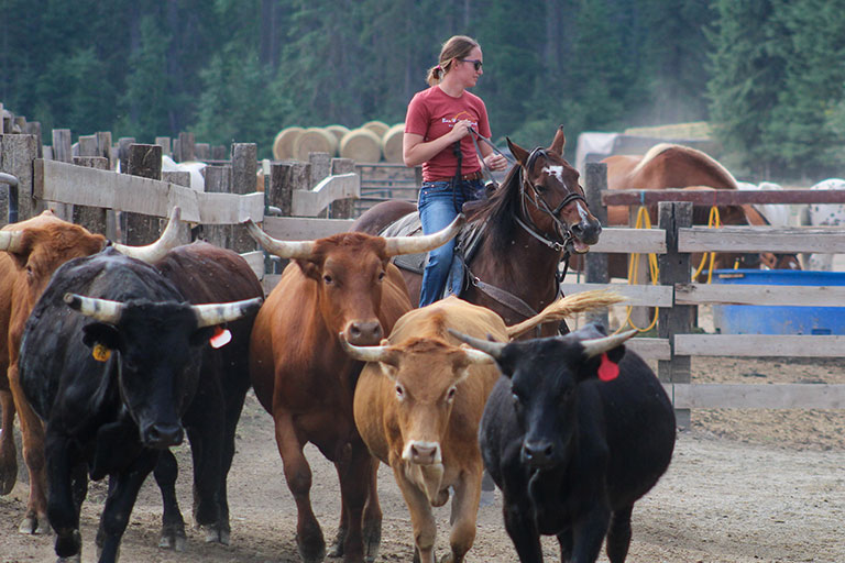 Public Horseback Trail Rides at the Bar W Guest Ranch in Whitefish Mt