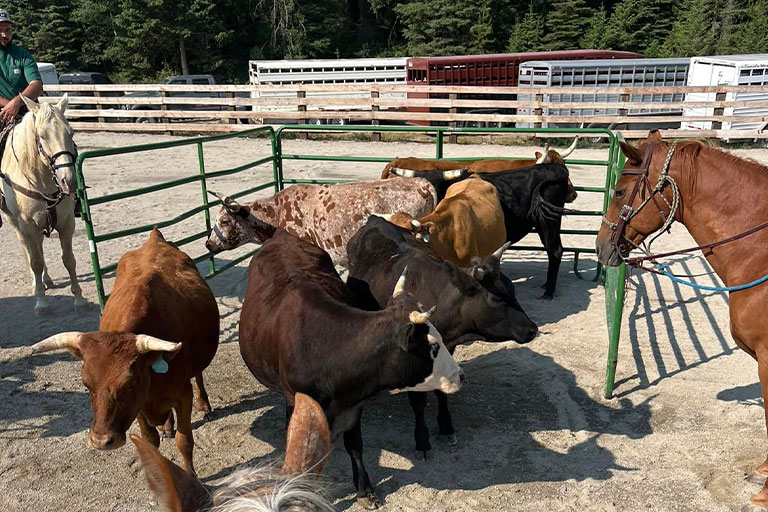 Public Horseback Trail Rides at the Bar W Guest Ranch in Whitefish Mt